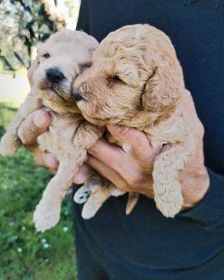Cuccioli di barboncino