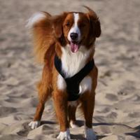 Disponibile per accoppiamento - Maschio Toller