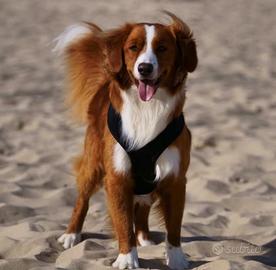 Disponibile per accoppiamento - Maschio Toller