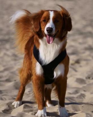 Disponibile per accoppiamento - Maschio Toller