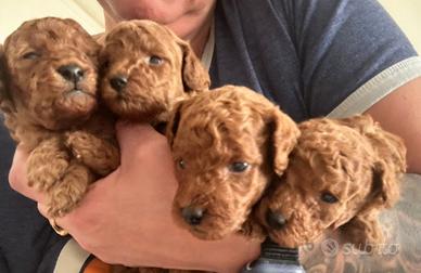 Cuccioli di Barboncino Mini-Toy