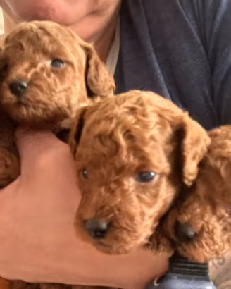 Cuccioli di Barboncino Mini-Toy