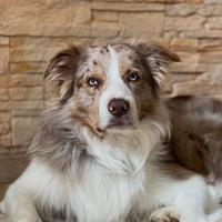 Border Collie Red Merle per monta