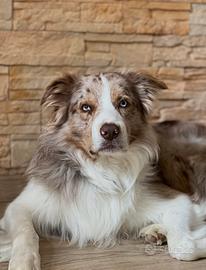 Border Collie Red Merle per monta