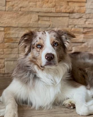 Border Collie Red Merle per monta