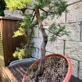 Bonsai cipresso yamadori