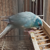 Kakariki
