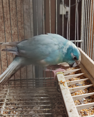 Kakariki