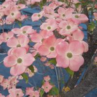 Cornus Kousa Rosa