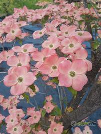 Cornus Kousa Rosa