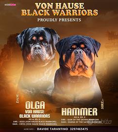 Cuccioli di rottweiler con super pedigree