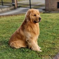 Lista attesa cuccioli Golden Retriever Americano