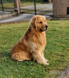 Lista attesa cuccioli Golden Retriever Americano
