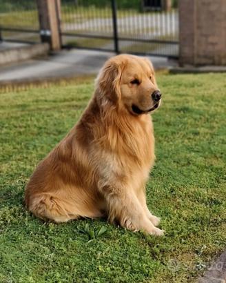 Lista attesa cuccioli Golden Retriever Americano