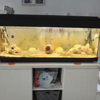 acquario 100x30 h46