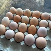 Uova di galline allevate all'aperto