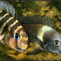 Ciclidi Malawi