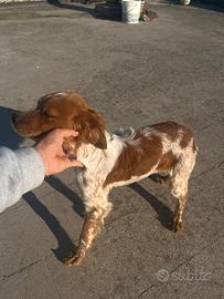Breton maschio nata il 02/10/2025