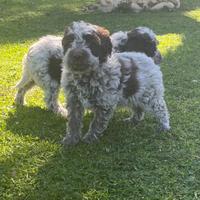 Cuccioli di lagotto romagnolo