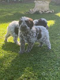 Cuccioli di lagotto romagnolo