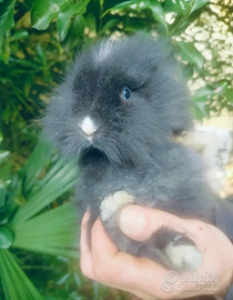 Coniglio nano testa di leone grigio