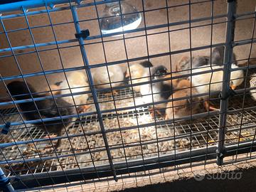 Pulcini di tutte le razze a prenotazione