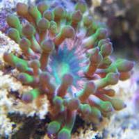 Anemone majano