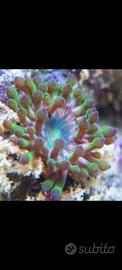 Anemone majano