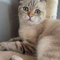 Scottish fold maschio blu