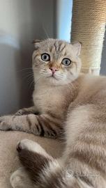 Scottish fold maschio blu