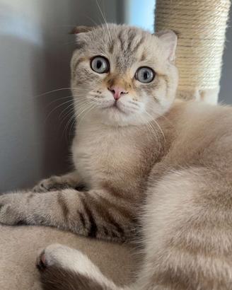 Scottish fold maschio blu