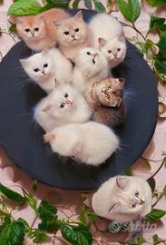 Cuccioli di British e Scottish