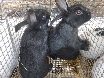 Conigli nostrani più conigli California