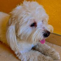 Maltese di 4 anni per Monta/ Accoppiamento