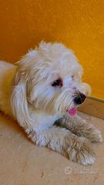 Maltese di 4 anni per Monta/ Accoppiamento