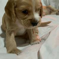 Cocker spaniel