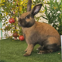 Allevamento amatoriale di conigli di Razza