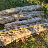Tronchi in legno di noce