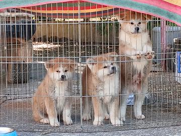 Akita inu