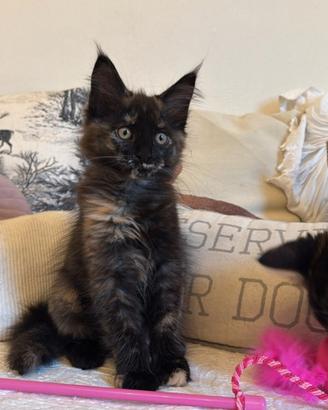 Maine Coon