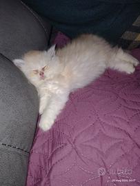 Gatto persiano tre mesi