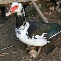 Anatra muta