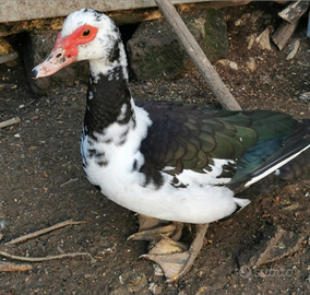 Anatra muta