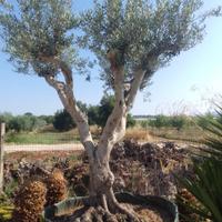 alberi di ulivo palme Washington e cocus