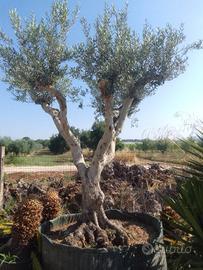 alberi di ulivo palme Washington e cocus