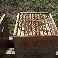 Api apicoltura nuclei famiglie