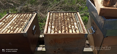 Api apicoltura nuclei famiglie