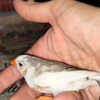 Uccelli bengalini coppia
