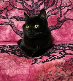 Gatto Nero British