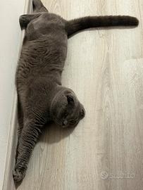 Accoppiamento Scottish Fold